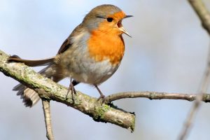 bird-singing