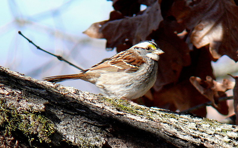 White-throated_Sparrow-27527